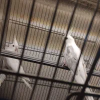 عروس هلندی البینو و لوتینو