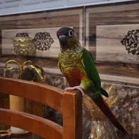 گرین چیک نر شاه تخم  رقاص پروازی رام سخنگو