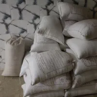 گندم پاک وتمیز