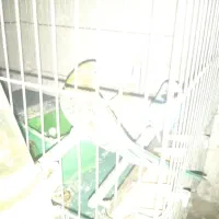 مرغ عشق بالغ|پرنده|شیراز, کوشک میدان|دیوار