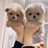 سگ جیبی|سگ|تهران, جنتآباد مرکزی|دیوار