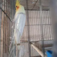 عروس لوتینو نروماده|پرنده|مراغه, |دیوار