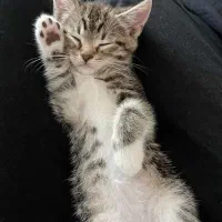 گربه نژاد اسکاتیش و بریتیش اصیل|گربه|اهواز, کیانپارس |دیوار