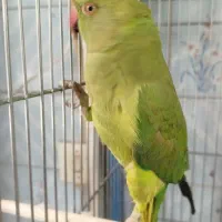 ملنگو فول اهلی