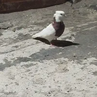 طوقی زرد گمشده