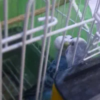 مرغ عشق همراه با وسایل ۹۹۷۰۰۰