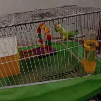 دو عدد مرغ عشق