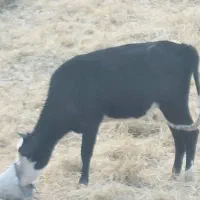 گاو و گوساله نر