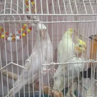 عروس هلندی مولد