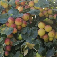 کنار های سیبی گیلاسی گلابی بی هسته و....