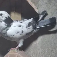 کبوتر|پرنده|دهلران, |دیوار