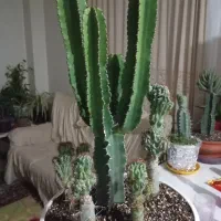 کاکتوس پیوندی