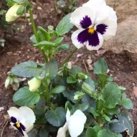 320-متر-دو-طبقه-ویلائی-دربست-عظیمیه