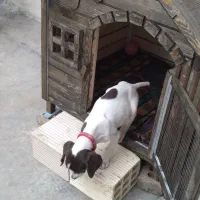 توله 4 ماهه پوینتر اصل