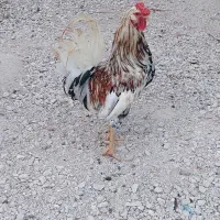 خروس
