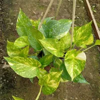 ویتوس وگلهای اپارتمانی