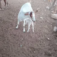 بز به همراه کهره