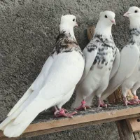 طوقی|پرنده|اسلام‌‌آباد غرب, |دیوار