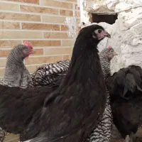 تعدادی مرغ آمروک نمیمچه و استارلوپ سالم