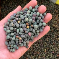 بنه سبز مناسب برای قاتوق