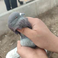 دوتا کبوتر نر