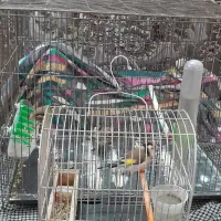 سهره پاییزه نر.