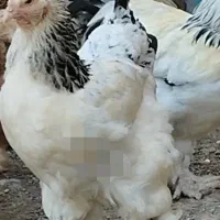 تخم مرغ برهما و جوجه برهما از یک روزه تا نیمچه