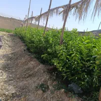 نهال درخت مرکبات سیاه درخت