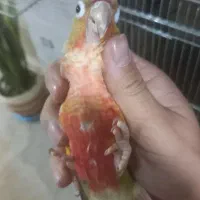 جفت گرینچیک راهب خورشیدی ملنگوآناناسی اکستریم رد|پرنده|اسلامشهر, شهرک سعیدیه|دیوار