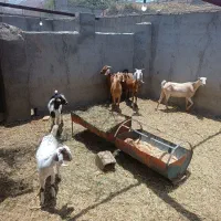 بز کره