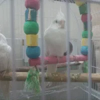 عروس هلندی البینو