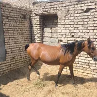 اسب