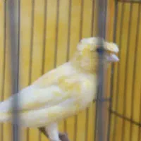 قناری ماده|پرنده|مشکین‌دشت, |دیوار