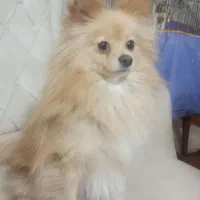 واگذاری پامر