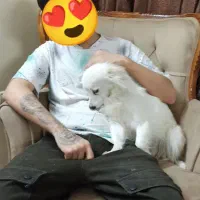 پامر اشپیتز تو دل برو