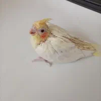 جوجه عروس