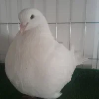 کبوتر مونداین