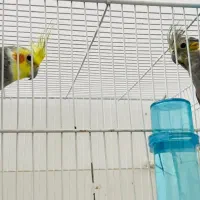 عروس هلندی|پرنده|سبزوار, شهرک ابوذر|دیوار