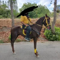 اسب دره شور فروشی|اسب و تجهیزات اسب‌سواری|فیرورق, |دیوار