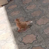 ماده
