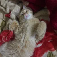 گربه میکس
