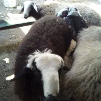 سه عدد بره قوچ شال