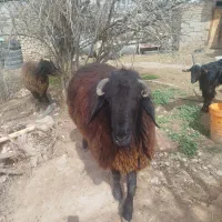 فروش قوچ بذری