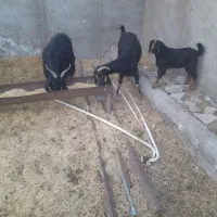 بز و کهره .کربال.خرامه
