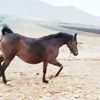 اسب مادیان|اسب و تجهیزات اسبسواری|نورآباد ممسنی, |دیوار