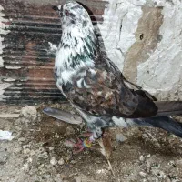 کفتر پرشی|پرنده|ساری, |دیوار