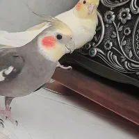 دو عدد عروس هلندی جفت نر و ماده