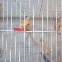 قناری نر وماده فروش فوری