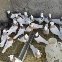 کبوتر طوقی|پرنده|قروه, |دیوار