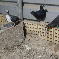 سه عدد سینه سفید